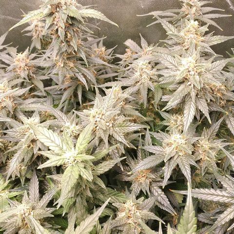 GSC 1 #1 growlog timeline photo