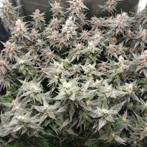 GSC 1 #1 growlog timeline photo