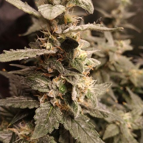 GSC 1 #1 growlog timeline photo