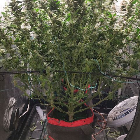 GSC 1 #1 growlog timeline photo