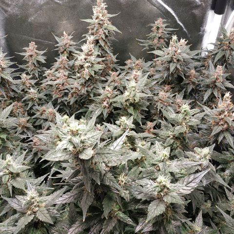 GSC 1 #1 growlog timeline photo