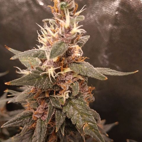 GSC 1 #1 growlog timeline photo