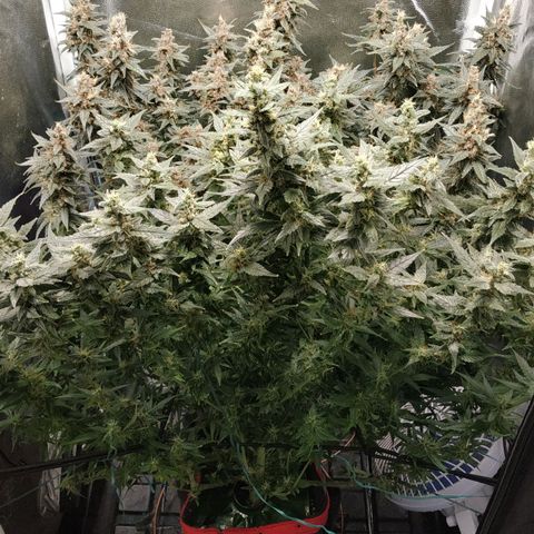 GSC 1 #1 growlog timeline photo