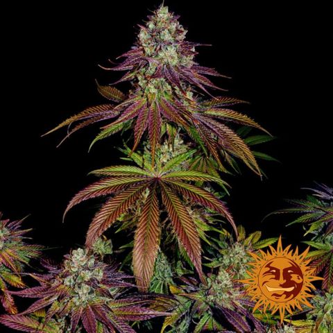 Mimosa Evo growlog timeline photo