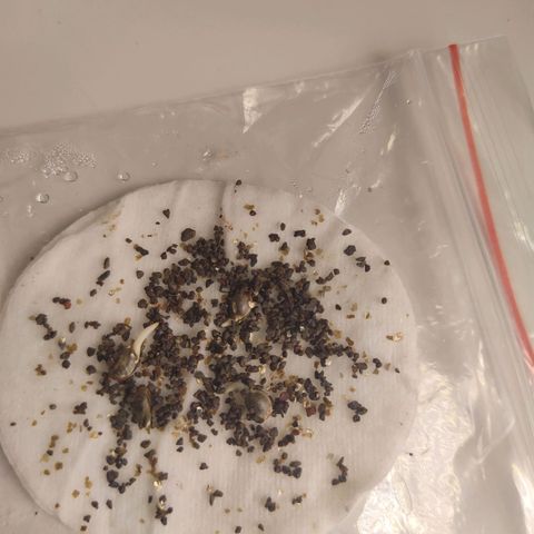 Mimosa Evo growlog photo: Après 1,5j de germination mise en pot des 4 graines.
La terre arrosé la veille de mycorhizes et trichoderma est encore très humide 😱