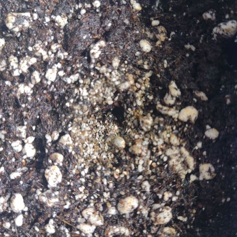 Mimosa Evo growlog photo: Après 1,5j de germination mise en pot des 4 graines.
La terre arrosé la veille de mycorhizes et trichoderma est encore très humide 😱