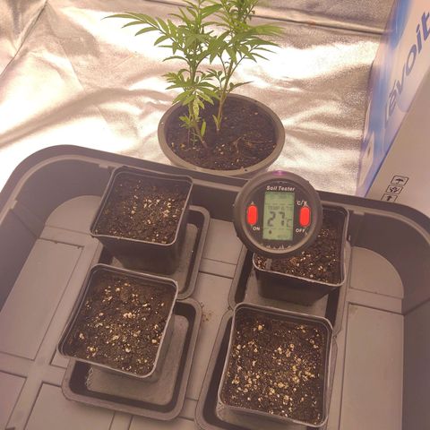 Mimosa Evo growlog photo: Rempotage