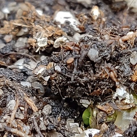 Mimosa Evo growlog photo: Les 2 premières des 4 mimo sortent de terre 😁
