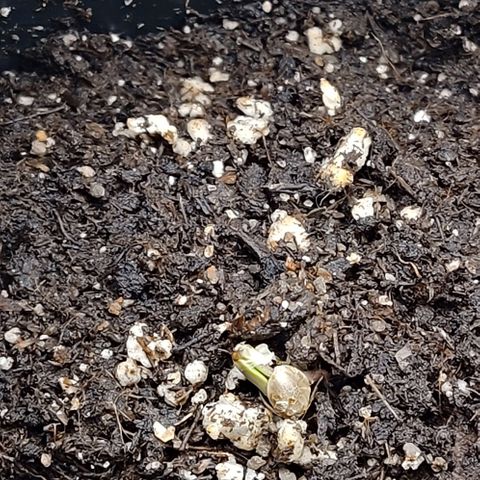 Mimosa Evo growlog photo: Les 2 premières des 4 mimo sortent de terre 😁