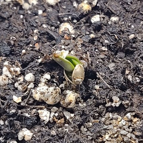 Mimosa Evo growlog photo: 4 mimo evo hors de terre