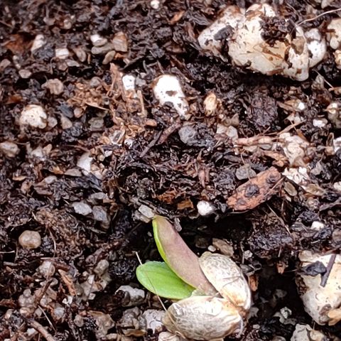 Mimosa Evo growlog photo: 4 mimo evo hors de terre