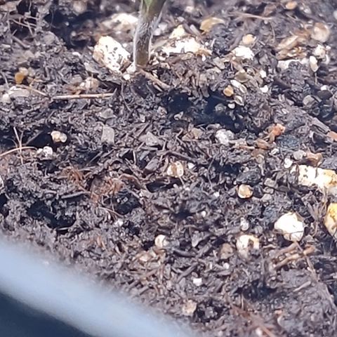 Mimosa Evo growlog photo: On sort de sa coquille !!!