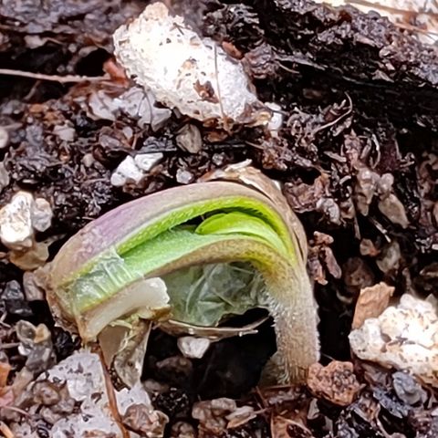 Mimosa Evo growlog photo: On sort de sa coquille !!!
