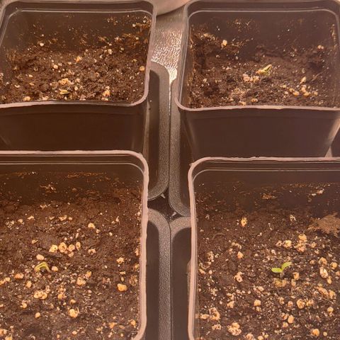 Mimosa Evo growlog photo: On sort de sa coquille !!!