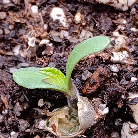 Mimosa Evo growlog photo: On sort de sa coquille !!!