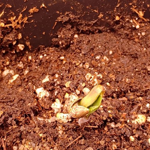 Mimosa Evo growlog photo: On sort de sa coquille !!!