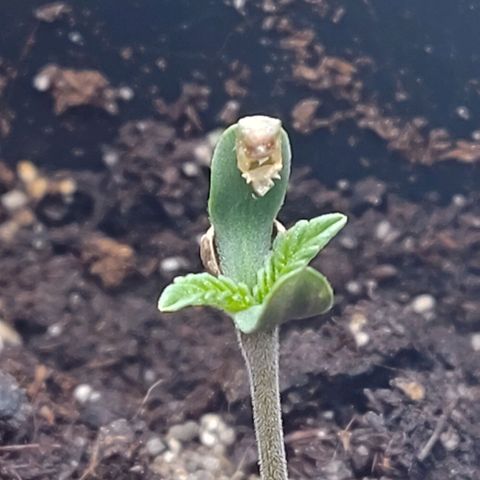 Mimosa Evo growlog photo: Les plantules sont formés