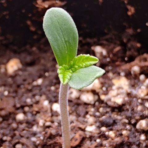 Mimosa Evo growlog photo: Les plantules sont formés