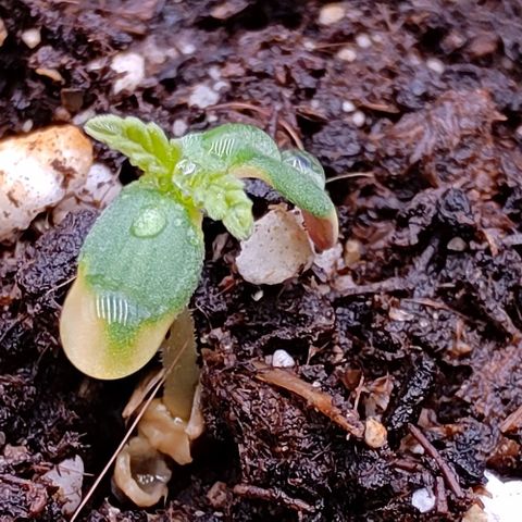 Mimosa Evo growlog photo: Les plantules sont formés