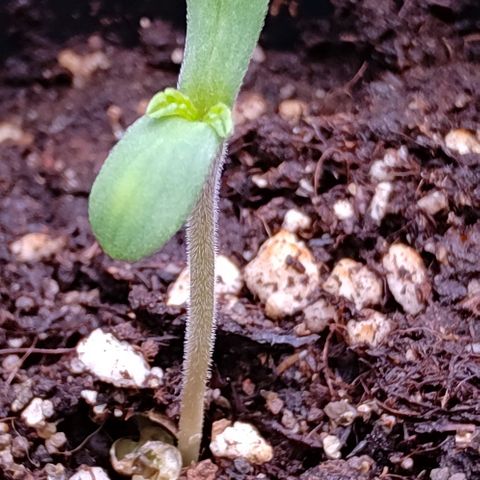 Mimosa Evo growlog photo: Les plantules sont formés