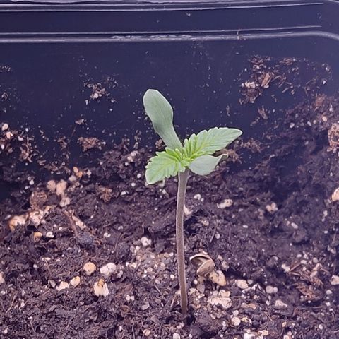 Mimosa Evo growlog photo: La petite dernière qui avait plus de mal semble avoir passé un cap
