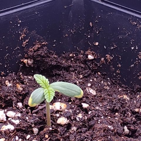 Mimosa Evo growlog photo: La petite dernière qui avait plus de mal semble avoir passé un cap