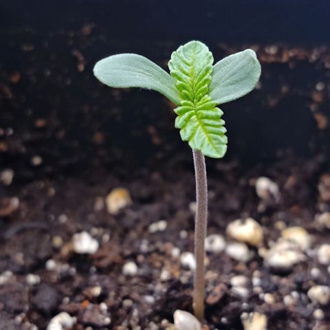 Mimosa Evo growlog photo: La petite dernière qui avait plus de mal semble avoir passé un cap