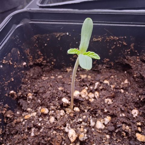Mimosa Evo growlog photo: La petite dernière qui avait plus de mal semble avoir passé un cap