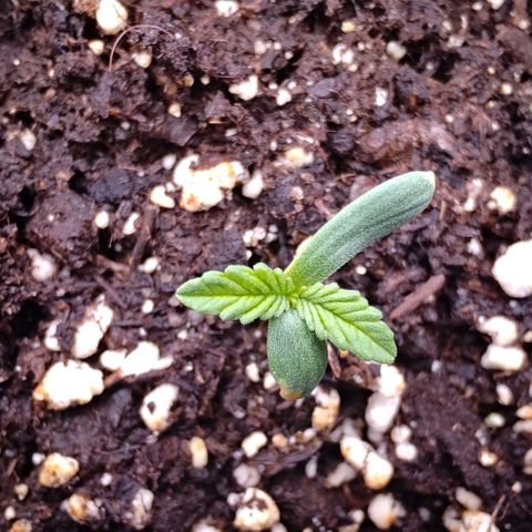 Mimosa Evo growlog timeline photo
