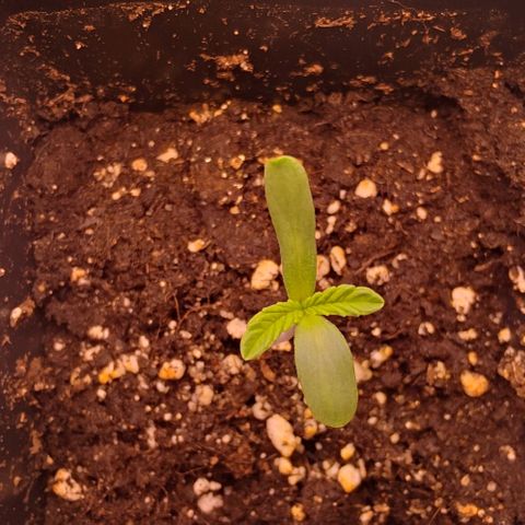 Mimosa Evo growlog timeline photo