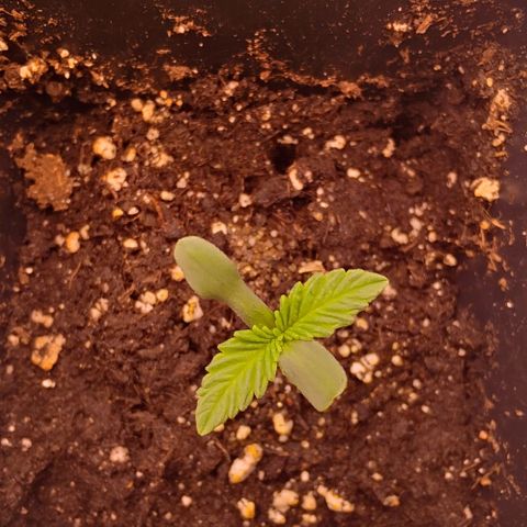 Mimosa Evo growlog timeline photo