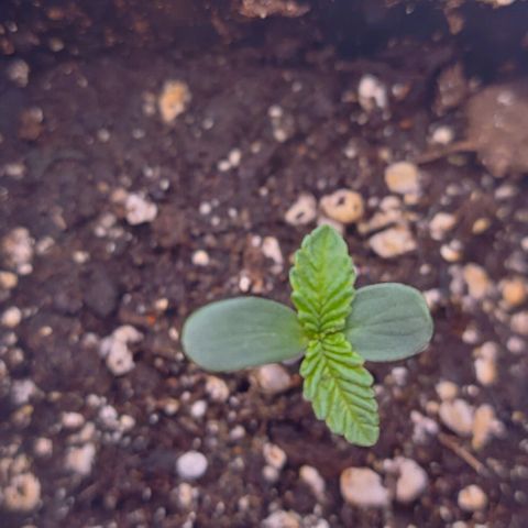 Mimosa Evo growlog timeline photo