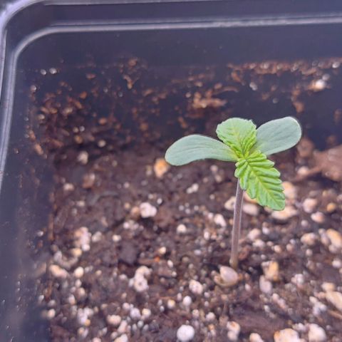 Mimosa Evo growlog timeline photo