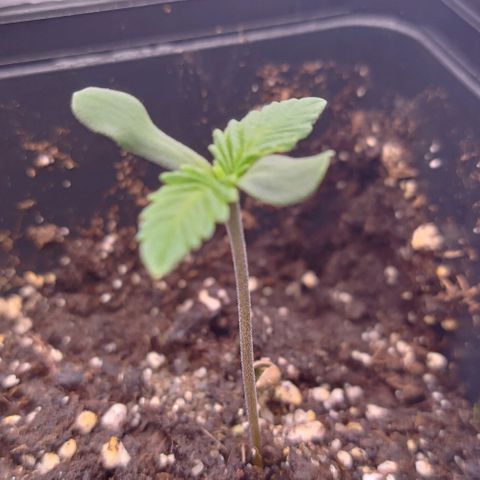 Mimosa Evo growlog timeline photo