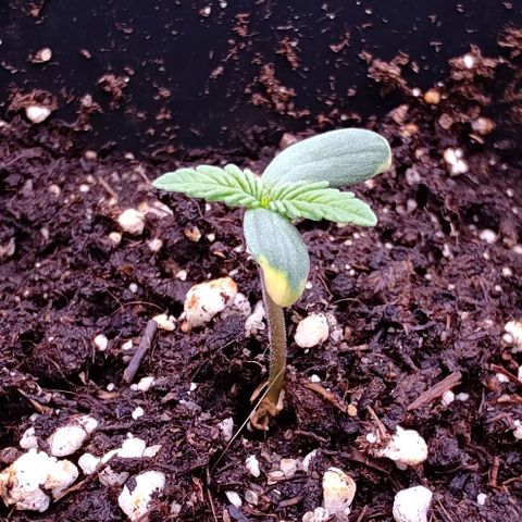 Mimosa Evo growlog timeline photo