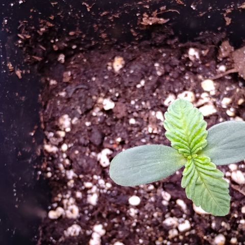 Mimosa Evo growlog timeline photo