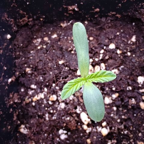 Mimosa Evo growlog timeline photo
