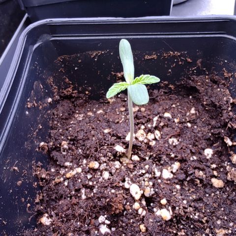 Mimosa Evo growlog timeline photo