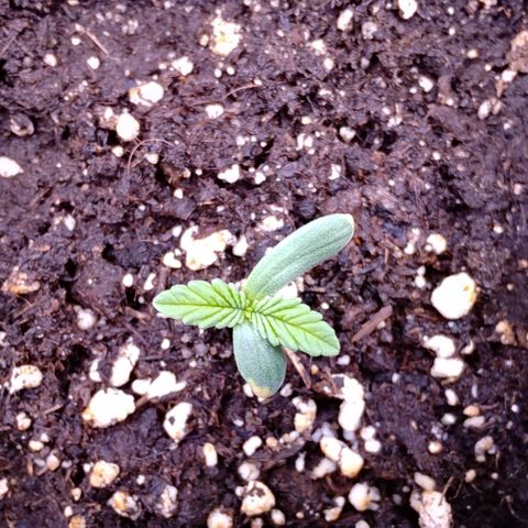 Mimosa Evo growlog timeline photo