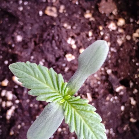 Mimosa Evo growlog timeline photo