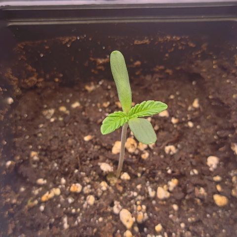 Mimosa Evo growlog timeline photo