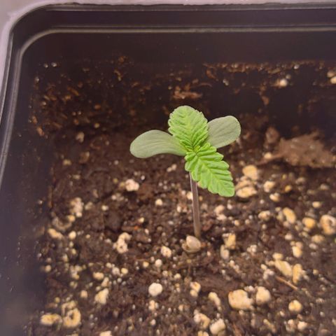Mimosa Evo growlog timeline photo