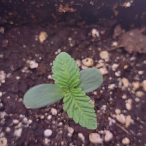 Mimosa Evo growlog timeline photo