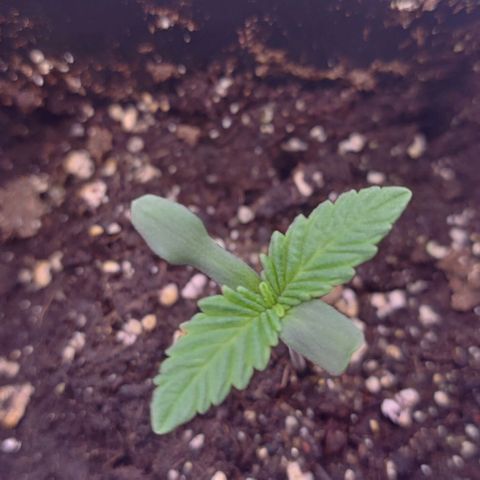Mimosa Evo growlog timeline photo