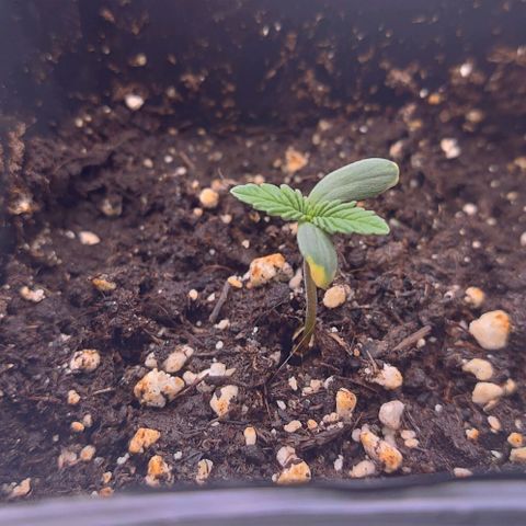 Mimosa Evo growlog timeline photo