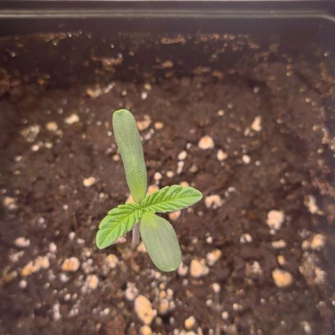 Mimosa Evo growlog timeline photo
