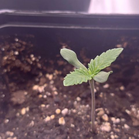 Mimosa Evo growlog timeline photo