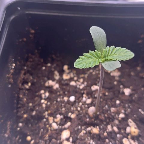 Mimosa Evo growlog timeline photo