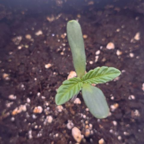 Mimosa Evo growlog timeline photo