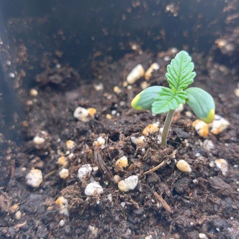 Mimosa Evo growlog timeline photo